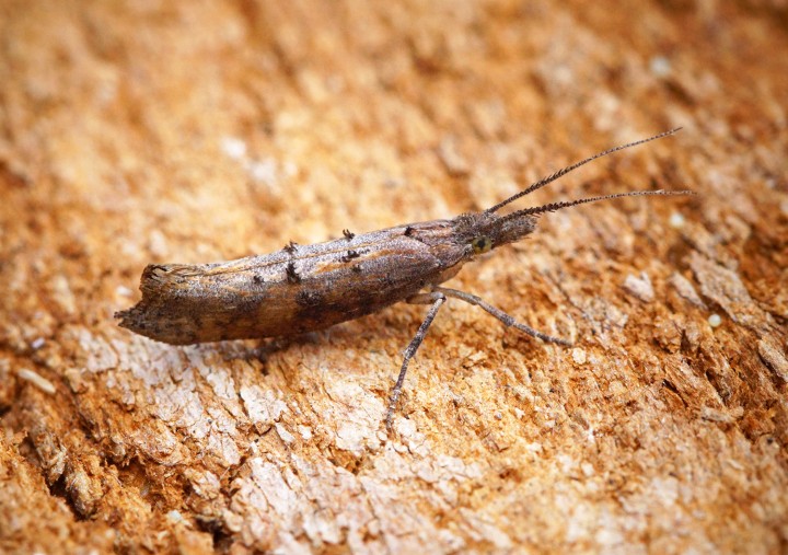 Ypsolopha horridella Copyright: Ben Sale