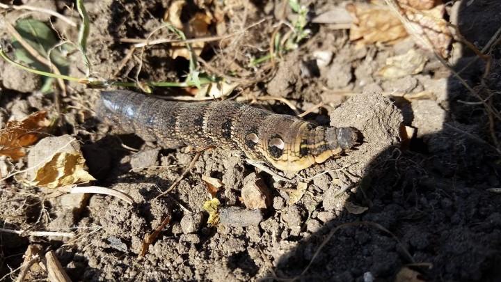 Hawk moth on my allotment Copyright: Herminia Day