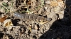 Hawk moth on my allotment  