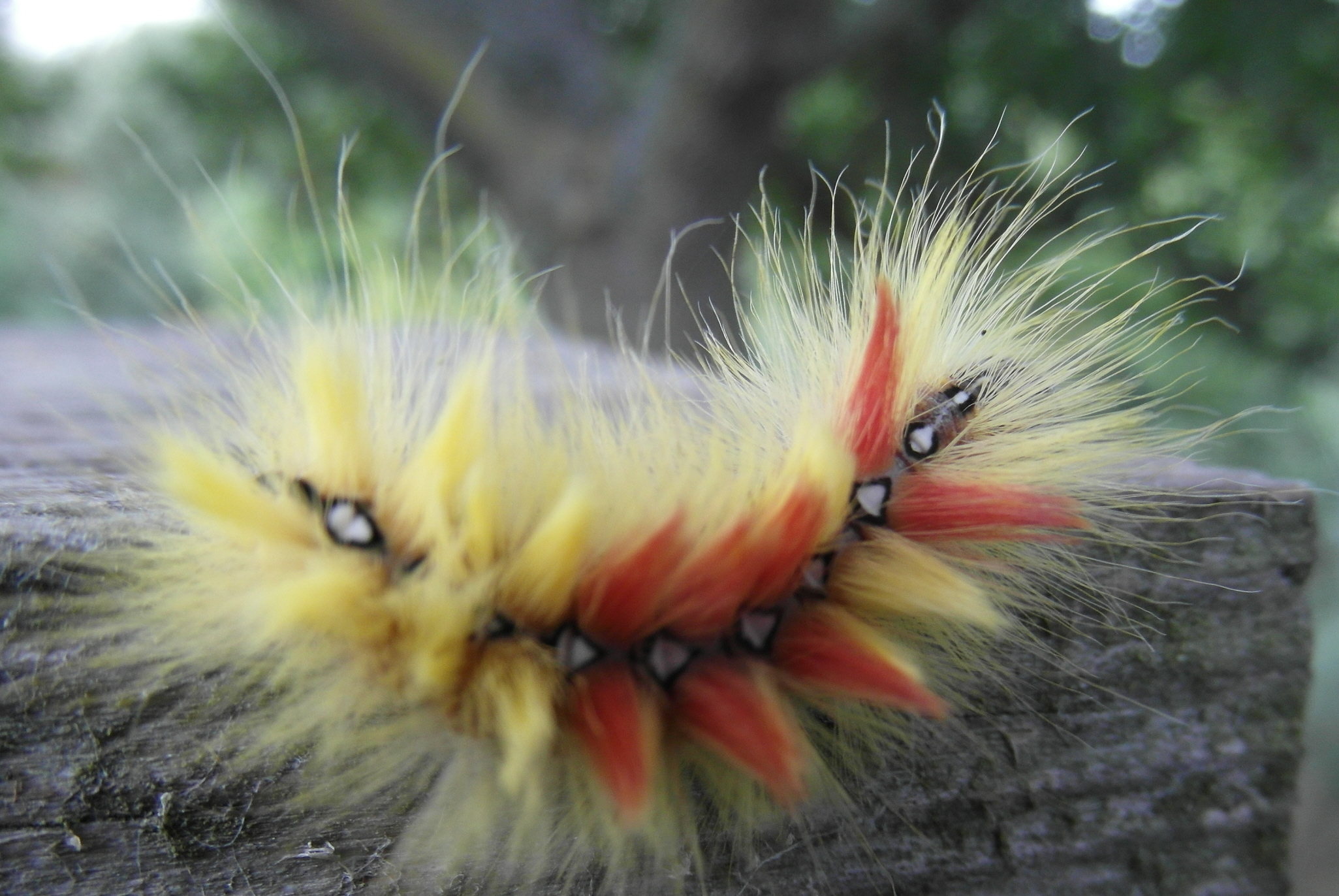 Caterpillar stage of Acronicta aceris (2) Copyright: Justin Carroll