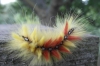 Caterpillar stage of Acronicta aceris (2) 