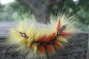 Caterpillar stage of Acronicta aceris (2)