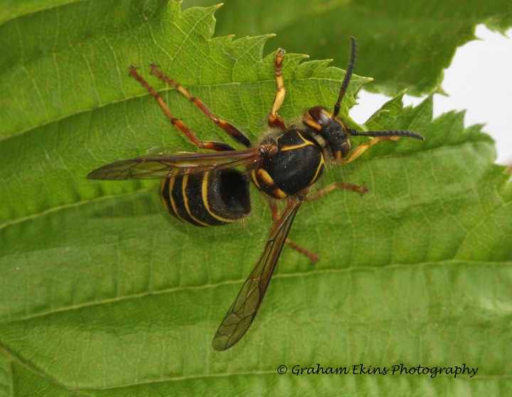 Dolichovespula media 2 Copyright: Graham Ekins