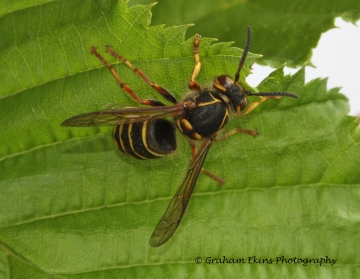 Dolichovespula media 2 Copyright: Graham Ekins