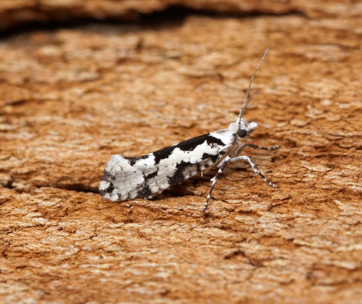 Ypsolopha sequella 6 Copyright: Ben Sale