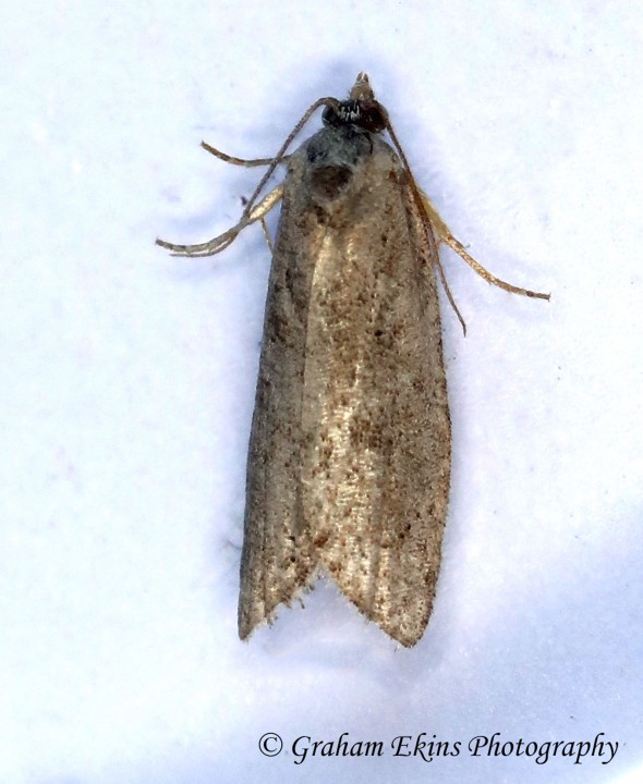 Cnephasia pumicana  GD  (Cereal Tortrix) 2 Copyright: Graham Ekins