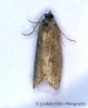 Cnephasia pumicana  GD  (Cereal Tortrix) 2