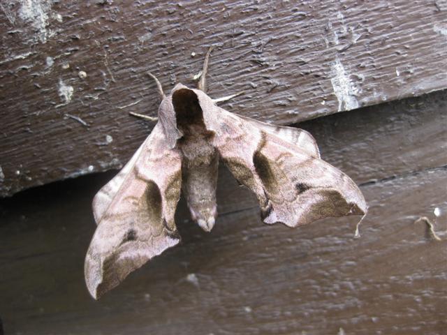 Eyed Hawkmoth Copyright: Stephen Rolls