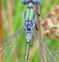 Scarce Emerald Damselfly 3 Copyright: Graham Smith