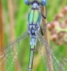 Scarce Emerald Damselfly 3 