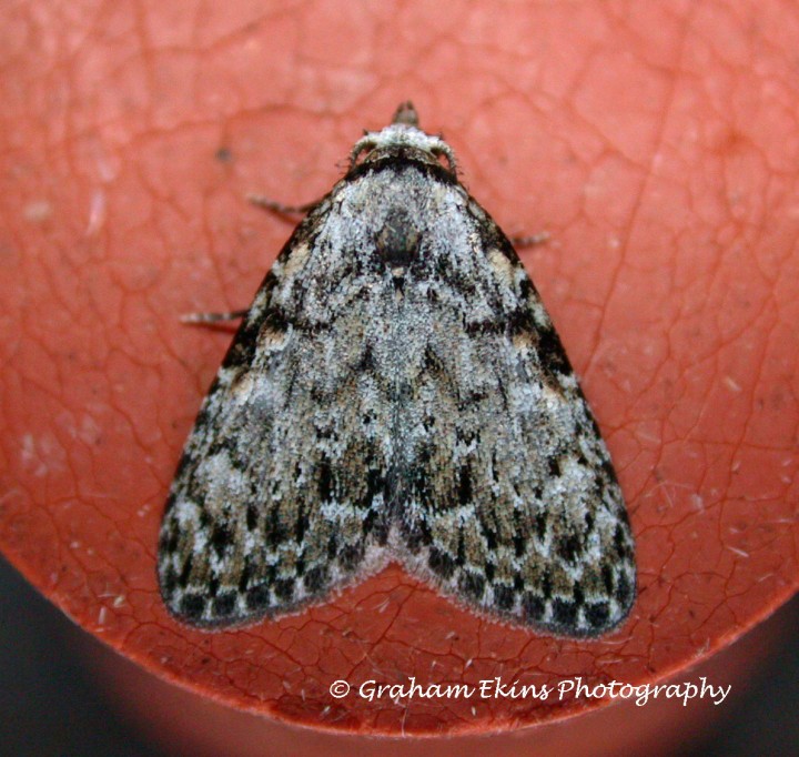 Small Black Arches   Meganola strigula Copyright: Graham Ekins