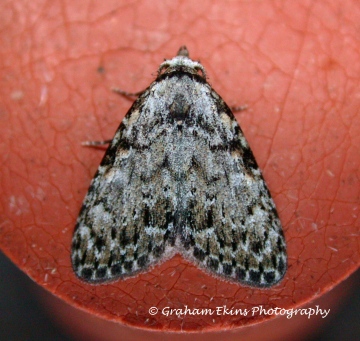 Small Black Arches   Meganola strigula Copyright: Graham Ekins