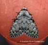 Small Black Arches   Meganola strigula Copyright: Graham Ekins