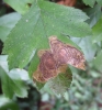 Leucoptera malifoliella  