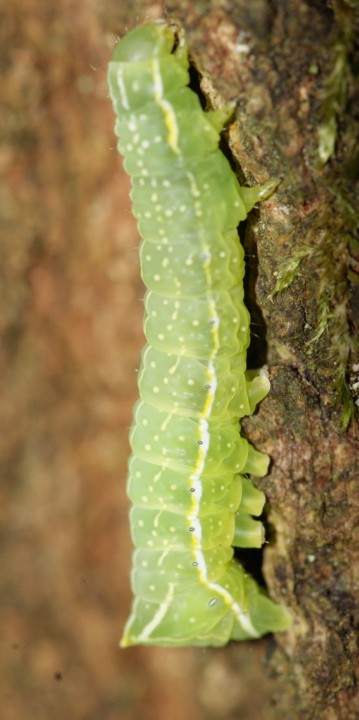Copper Underwing larvae Copyright: Robert Smith