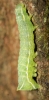 Copper Underwing larvae Copyright: Robert Smith