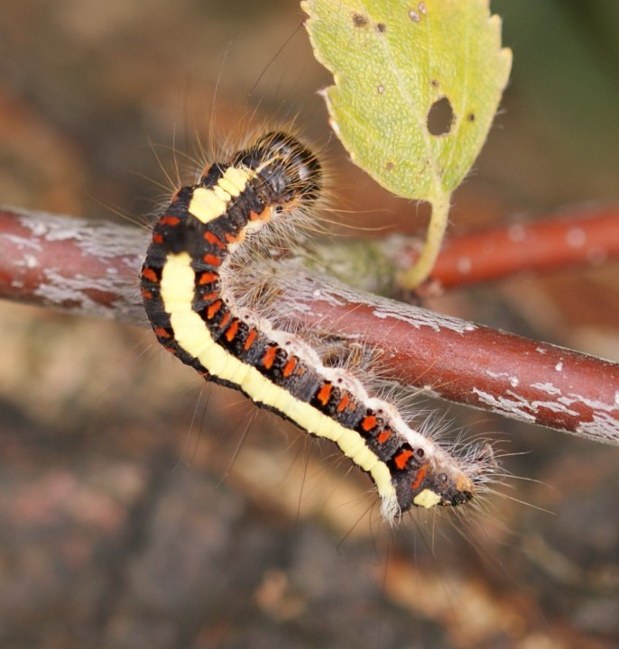 larvae Copyright: Robert Smith