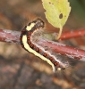 larvae Copyright: Robert Smith