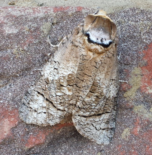 Goat moth Copyright: Richard and Lesley Beeton