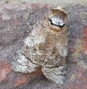 Goat moth Copyright: Richard and Lesley Beeton