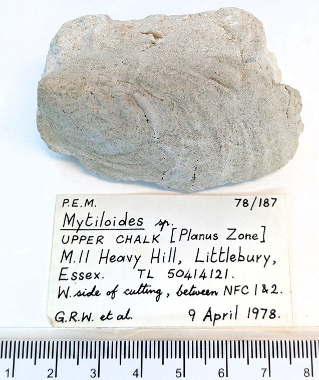 Bivalve Mytiloides  Littlebury Heavy Hill M11 1978 Copyright: Essex Field Club