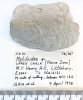 Bivalve Mytiloides  Littlebury Heavy Hill M11 1978