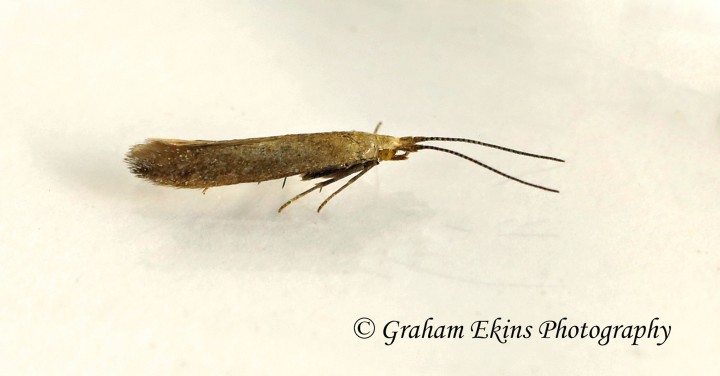 Coleophora salicorniae 2 GD Copyright: Graham Ekins