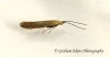 Coleophora salicorniae 2 GD Copyright: Graham Ekins