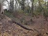 Gravelhill Wood - South Pit