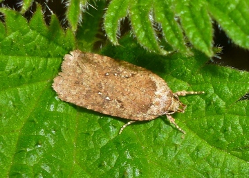 Agonopterix heracliana Copyright: Peter Furze