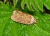 Agonopterix heracliana