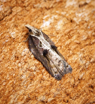 Acleris cristana 11 Copyright: Ben Sale