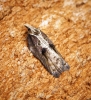 Acleris cristana 11