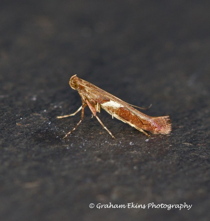 Caloptilia stigmatella Copyright: Graham Ekins