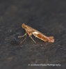 Caloptilia stigmatella Copyright: Graham Ekins