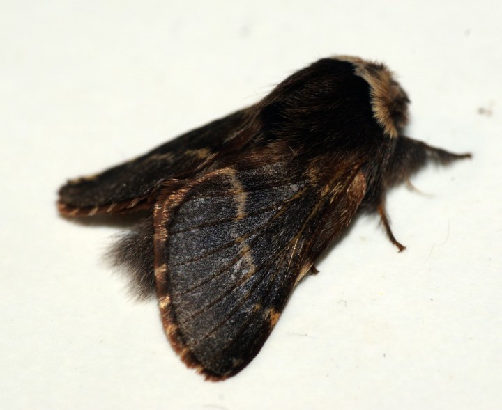 December Moth 2 Copyright: Ben Sale