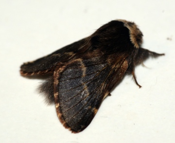 December Moth 2 Copyright: Ben Sale