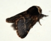 December Moth 2 Copyright: Ben Sale