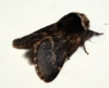 December Moth 2