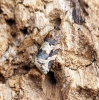 Argyrotaenia ljungiana 