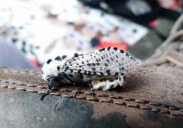 Leopard Moth 3 Copyright: Graham Smith
