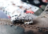 Leopard Moth 3 