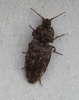 Agrypnus murinus2