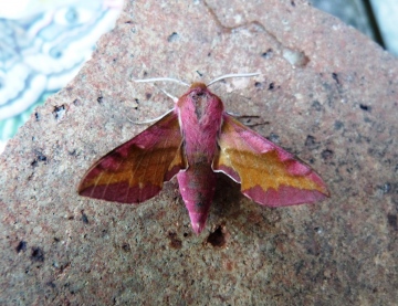 Small Elephant Hawk Moth Copyright: Graham Smith