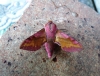 Small Elephant Hawk Moth 