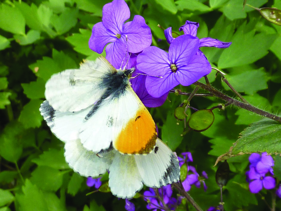 Anthocharis cardamines (Orange-tip) Copyright: Martyn Everett