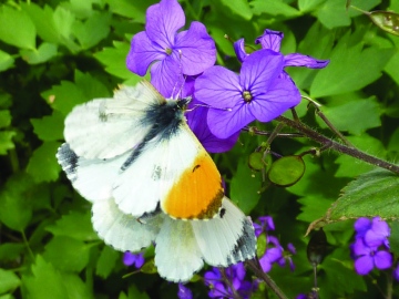 Anthocharis cardamines (Orange-tip) Copyright: Martyn Everett