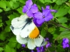 Anthocharis cardamines (Orange-tip)