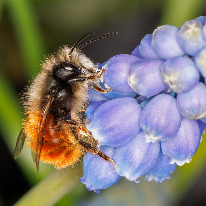 Osmia cornuta 21-03-2023 Copyright: Bill Crooks