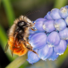 Osmia cornuta 21-03-2023 Copyright: Bill Crooks